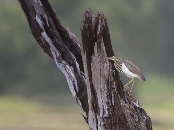 <h3><a href="/trips/srilanka/biota/animalia/chordata/aves/015 pelecaniformes/002 ardeidae/ardeola grayii/ardeola grayii-nl.html">Ardeola&nbsp;grayii</a> / Indian&nbsp;pond&nbsp;heron / Indische&nbsp;ralreiger</h3>NIKON D500 met AF-S Nikkor 300mm f/2.8G IF-ED VR II, 1/320 sec  bij F3.2, ISO 400, afstand 29.8&nbsp;m
